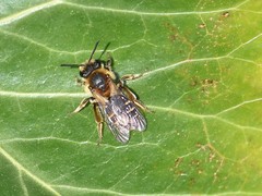 Andrena dorsata