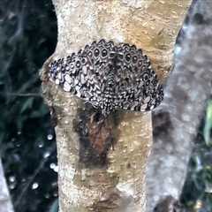 Hamadryas feronia feronia