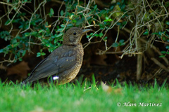 Turdus merula
