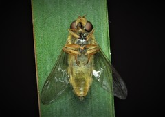 Epistrophe nitidicollis