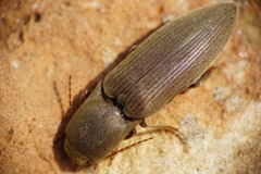 Agriotes modestus