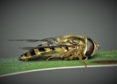 Epistrophe nitidicollis