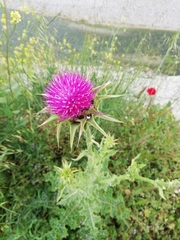 Silybum marianum