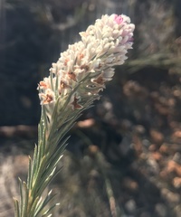 Phylica willdenowiana