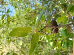 Quercus wislizeni wislizeni