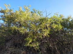 Senegalia berlandieri