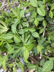 Euonymus fortunei