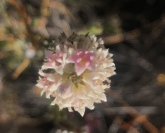 Phylica willdenowiana