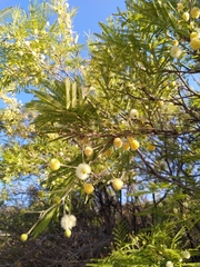 Senegalia berlandieri