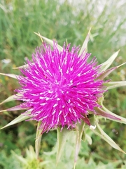 Silybum marianum