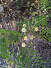 Senegalia berlandieri