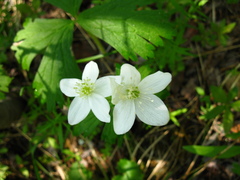 Anemonastrum baicalense