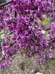 Cercis canadensis