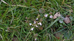 Cardamine pratensis