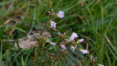 Cardamine pratensis