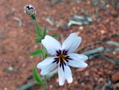 Jamesbrittenia racemosa