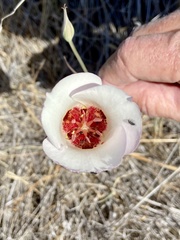 Calochortus simulans