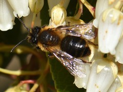 Andrena scotica