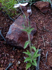 Jamesbrittenia racemosa