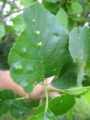 Acalitus brevitarsus