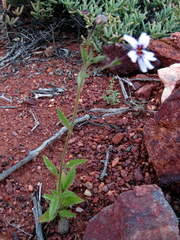 Jamesbrittenia racemosa