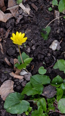 Ficaria verna
