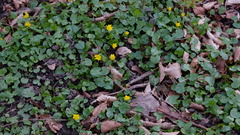 Ficaria verna