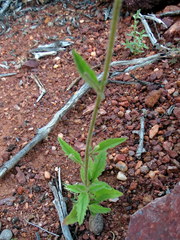 Jamesbrittenia racemosa