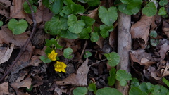 Ficaria verna