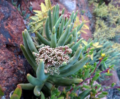 Crassula macowaniana