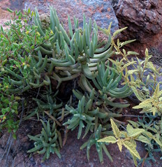 Crassula macowaniana