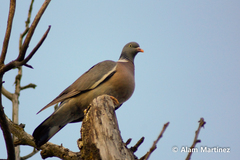 Columba palumbus