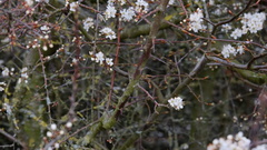 Prunus spinosa