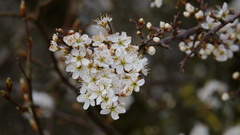 Prunus spinosa