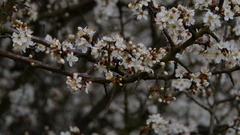 Prunus spinosa