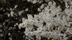 Prunus spinosa