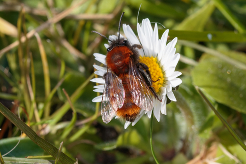 Tawny mining bee