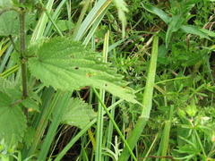 Puccinia urticata