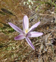 Brodiaea sierrae