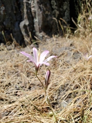 Brodiaea sierrae