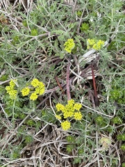 Lomatium foeniculaceum
