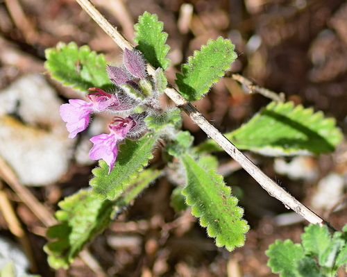 Teucrium chamaedrys
