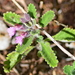 Teucrium chamaedrys olympicum - Photo (c) Kostas Zontanos, some rights reserved (CC BY-NC), uploaded by Kostas Zontanos