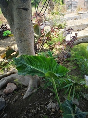 Philodendron maximum