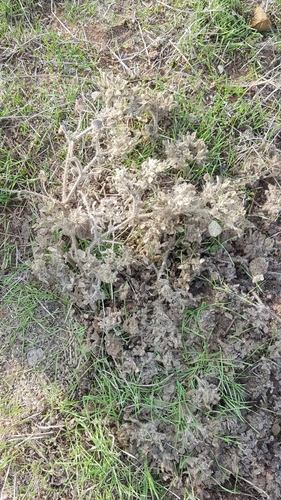 iNaturalist observation photo of turkey mullein