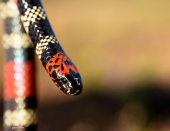 Micrurus altirostris