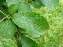 Eriophyes prunispinosae