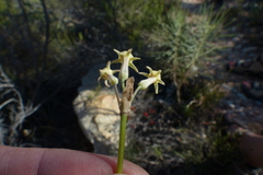 Tulbaghia dregeana