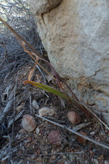 Tulbaghia dregeana