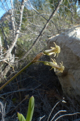 Tulbaghia dregeana